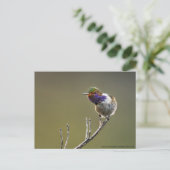 Cute Tiny Hummingbird Selasphorus flammula Briefkaart (Staand voorkant)