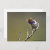 Cute Tiny Hummingbird Selasphorus flammula Briefkaart (Voorkant / Achterkant)