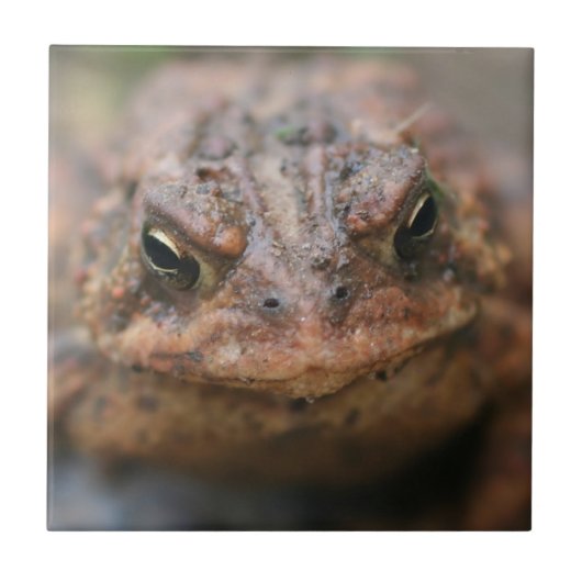 Cute Toad Face Animal Tegeltje (Voorkant)