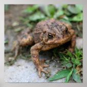 Cute Toad Face Close Poster (Voorkant)