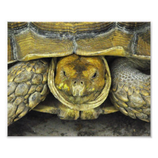 Cute Tortoise Hallo Poster
