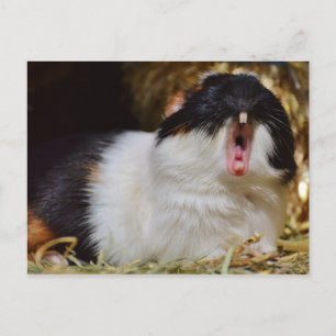 Cute Tri-color Guinee Pig Yawning Briefkaart
