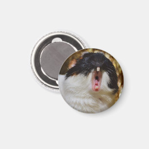 Cute Tri-color Guinee Pig Yawning Magneet