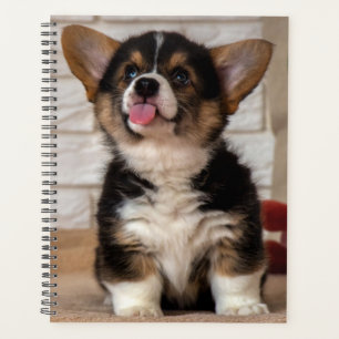 Cute Tri couleur Pembroke Welsh Corgi Chien Chien