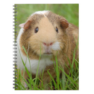 Cute Tricolor Guinee Pig in Green Grass Notitieboek