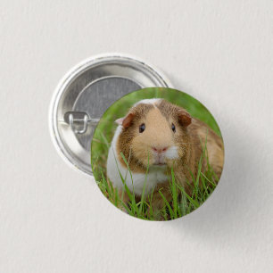 Cute Tricolor Guinee Pig in Green Grass Ronde Button 3,2 Cm