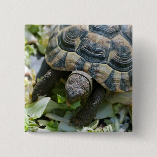 Cute Turtle Vierkante Button 5,1 Cm (Voorkant)