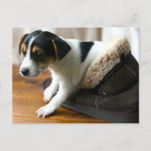 Cute Ugg Puppy Briefkaart (Jack Russell Terrier)