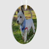 Cute Westie (devant)