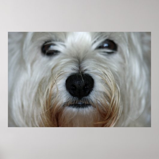 Cute Westie Canvas Print (Voorkant)