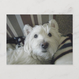 Cute Westie Face Photo Briefkaart
