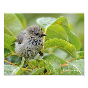 Cute Wet Young Bushtit Songbird on the Laurel Foto Afdruk