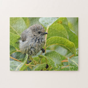 Cute Wet Young Bushtit Songbird on the Laurel Legpuzzel