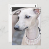 Cute Whippet Briefkaart (Voorkant / Achterkant)