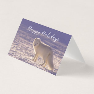 Cute White Arctic Fox neige hiver Photographie