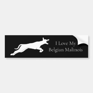 Cute White Belgium Malinois Bumpersticker