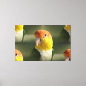 Cute White Bellied Caique Parrot Canvas Afdruk (Voorkant)