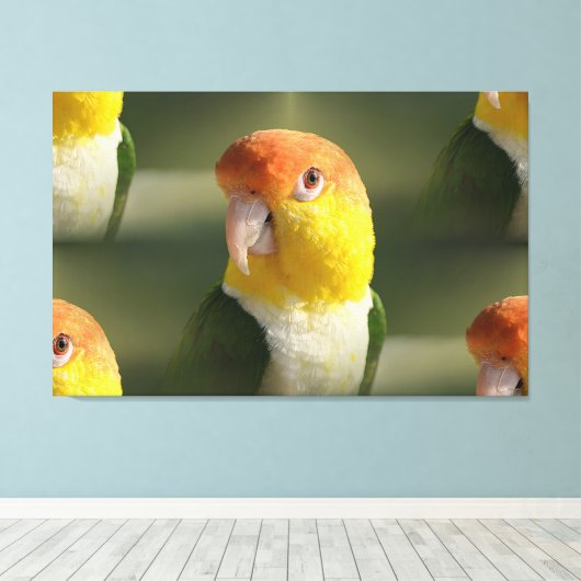 Cute White Bellied Caique Parrot Canvas Afdruk (Insitu (Houten vloer))