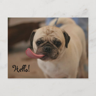 Cute White Bulldog Hallo Briefkaart
