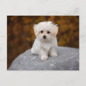 Cute White Dog Briefkaart (Voorkant)