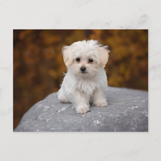 Cute White Dog Briefkaart (Voorkant)
