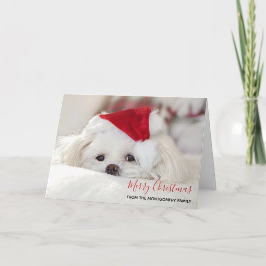 Cute White Dog in een Rode Kerstmis Pet Kaart (Voorkant)