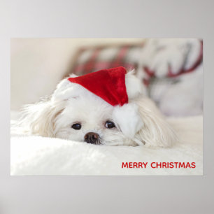 Cute White Dog in een Rode Kerstmis Pet Poster