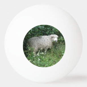Cute White Fluffy Sheep Eating Ping Ball Ball
