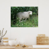 Cute White Fluffy Sheep Eating Print (Keuken)
