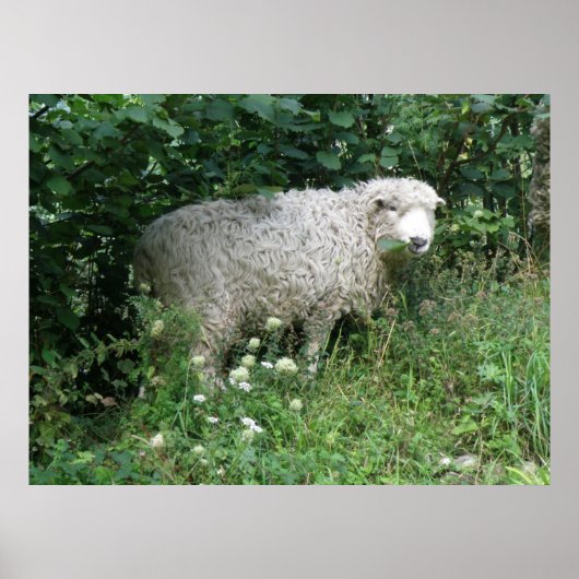 Cute White Fluffy Sheep Eating Print (Voorkant)