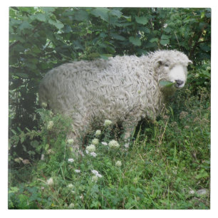 Cute White Fluffy Sheep Eating Tile Tegeltje