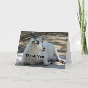 Cute White Goat Laying Photo Bedankkaart