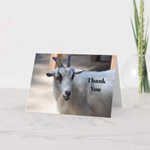 Cute White Goat Photo Bedankkaart