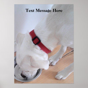 Cute White Labrador Mix Puppy Dog Drink water Poster