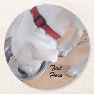 Cute White Labrador Mix Puppy Dog Drink water Ronde Kartonnen Onderzetter