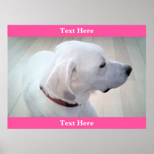 Cute White Labrador Retriever Mix Dog Profiel Roze Poster