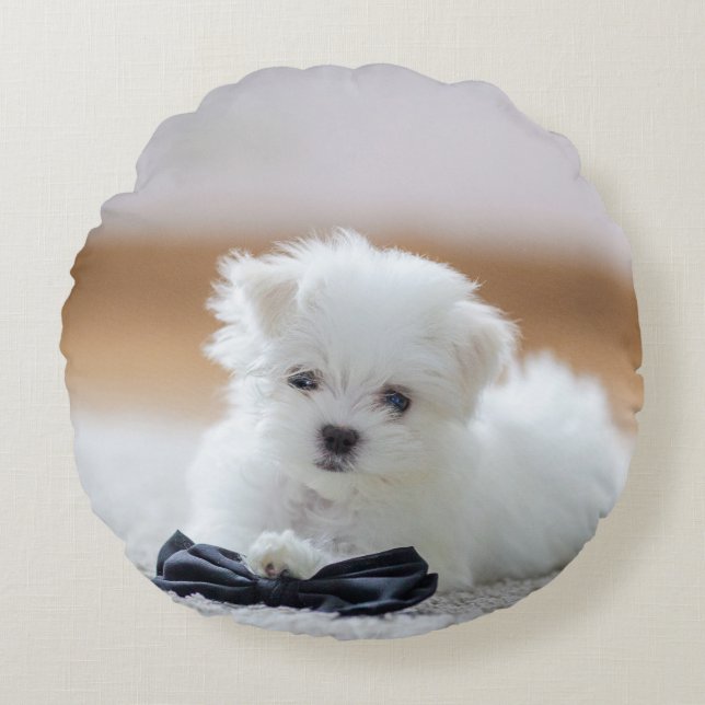 Cute White Maltese puppy Rond Kussen (Voorkant)