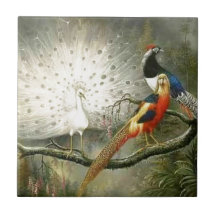 Cute White pauock koppel fazant paring