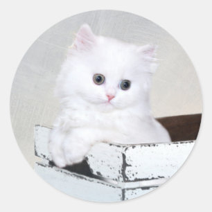 Cute White Persian Kitten Ronde Sticker