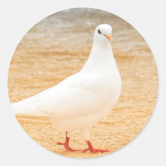 Cute White Pigeon Ronde Sticker (Voorkant)