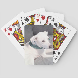 Cute White Puppy Dog met groene scarf Grey Pokerkaarten