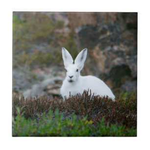 Cute White Rabbit Tegeltje