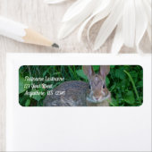 Cute Wild Brown Rabbit Wildlife Adres Etiket (Insitu)