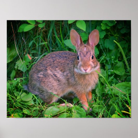Cute Wild Brown Rabbit Wildlife Poster (Voorkant)