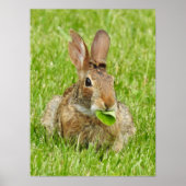 Cute Wild bunny Rabbit Eating Poster (Voorkant)