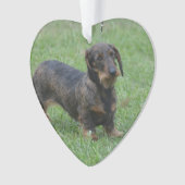 Cute Wire Haire Dachshund Ornament (voorkant)