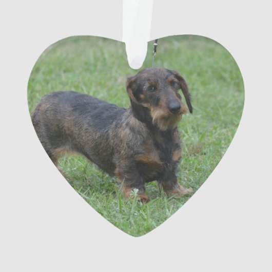 Cute Wire Haire Dachshund Ornament (achterkant)
