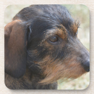 Cute Wire Haire Dashchund Onderzetter