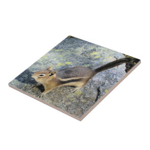 Cute Woodland Chipmunk Rodent Wildlife Fotografie Tegeltje