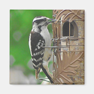 Cute Woodpecker Bird op Birdhouse Magneet